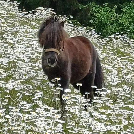 アパート Pichlgut *