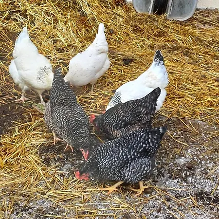 Pichlgut Appartement Radstadt