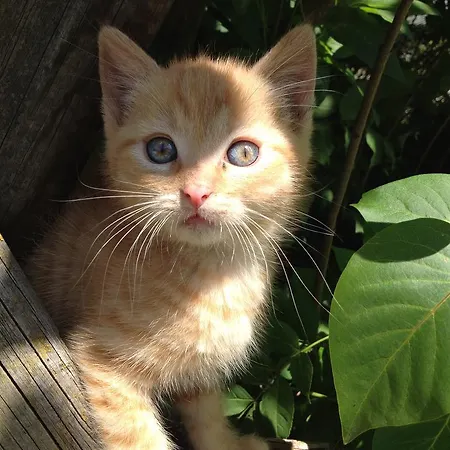 Pichlgut アパート *