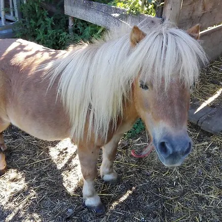 Apartament Pichlgut *