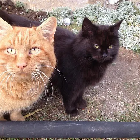 Pichlgut Appartement